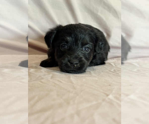 Medium Photo #5 Corgipoo Puppy For Sale in LONGMONT, CO, USA