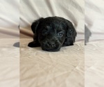 Sonnet - Female Corgipoo Puppy for Sale - Photo #5