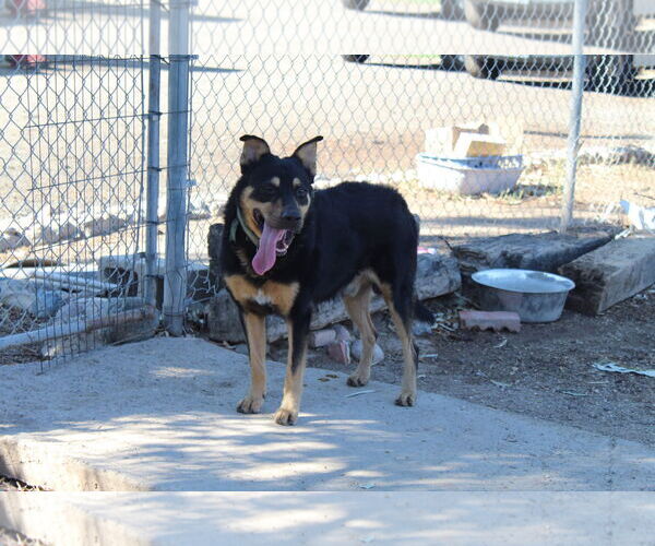 Medium Photo #1 Mutt Puppy For Sale in El Centro, CA, USA