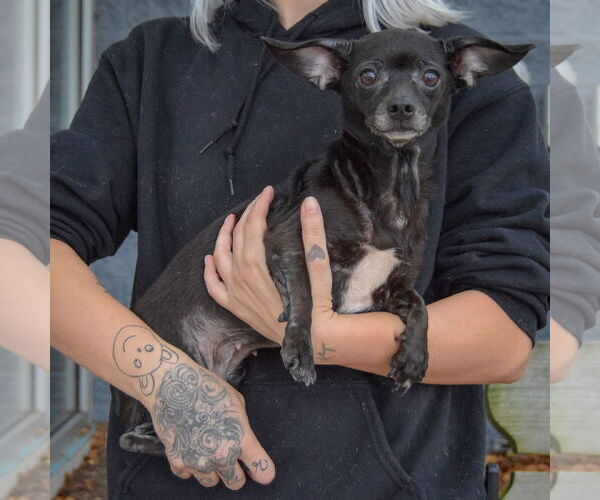 Medium Photo #2 Chiweenie Puppy For Sale in Huntley, IL, USA