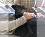 Small #20 Labrador Retriever