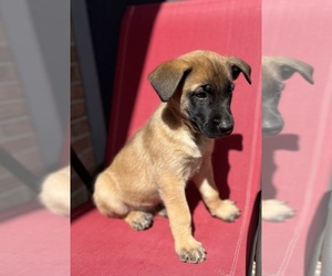 Belgian Malinois-Dutch Shepherd Dog Mix Puppy for sale in READING, PA, USA