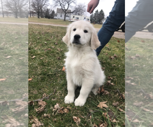 Medium Photo #1 Golden Retriever Puppy For Sale in OREGON, OH, USA