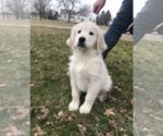 Small Photo #1 Golden Retriever Puppy For Sale in OREGON, OH, USA