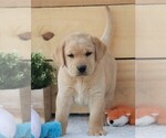 Small Photo #12 Labrador Retriever Puppy For Sale in SYRACUSE, IN, USA