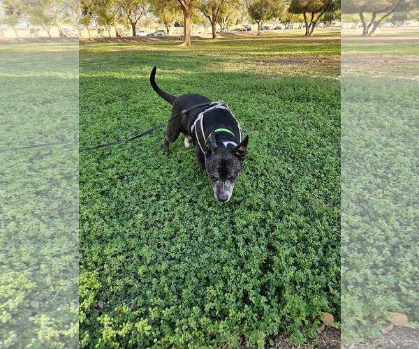 Medium Photo #3 American Staffordshire Terrier-Unknown Mix Puppy For Sale in Chandler, AZ, USA