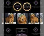Puppy Benji Multigen Goldendoodle (Miniature)