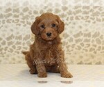 Small #3 Cavapoo