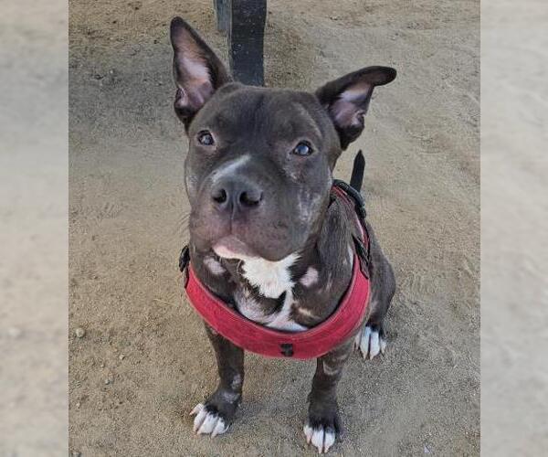 Medium Photo #2 American Pit Bull Terrier Puppy For Sale in Bakersfield, CA, USA