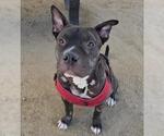 Small #1 American Pit Bull Terrier