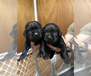 Labrador Retriever Puppy for sale in CLINTON, TN, USA