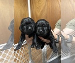 Small Labrador Retriever