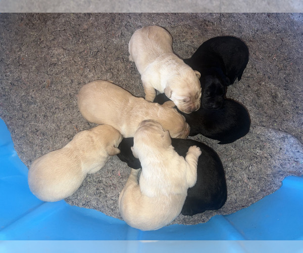 Medium Photo #5 Labrador Retriever Puppy For Sale in BRISTOL, VA, USA