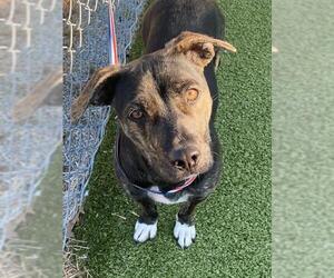 Mutt Dogs for adoption in Fayetteville, NC, USA