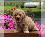 Small Photo #4 Poovanese Puppy For Sale in HONEY BROOK, PA, USA