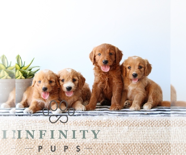 Medium Photo #4 Goldendoodle Puppy For Sale in LITITZ, PA, USA