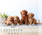 Small #3 Goldendoodle