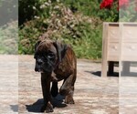 Small #5 Boxer