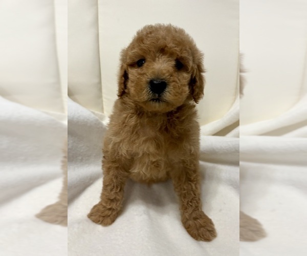 Medium Photo #5 Goldendoodle (Miniature) Puppy For Sale in FAIR HAVEN, MI, USA