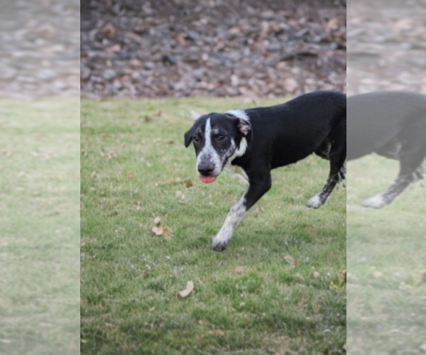 Medium Photo #2 Great Pyrenees-Unknown Mix Puppy For Sale in Dumont, NJ, USA