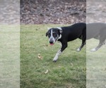 Small #1 Great Pyrenees Mix