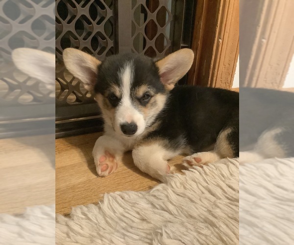 Medium Photo #1 Pembroke Welsh Corgi Puppy For Sale in NANJEMOY, MD, USA