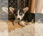 Small Pembroke Welsh Corgi