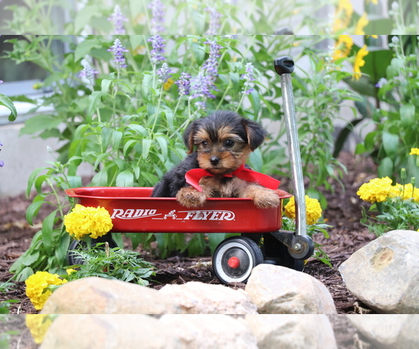 Medium Photo #5 Yorkshire Terrier Puppy For Sale in HUMBOLDT, IL, USA