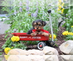Small #4 Yorkshire Terrier