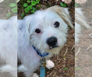 Mutt Dogs for adoption in Ellijay, GA, USA