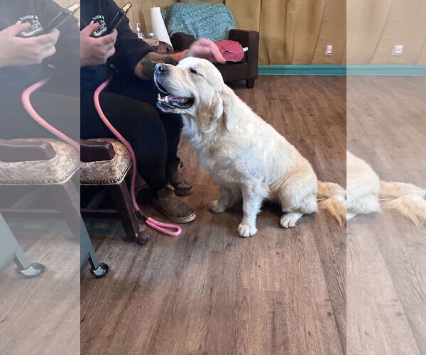 Medium Photo #6 Golden Retriever Puppy For Sale in Pacolet, SC, USA