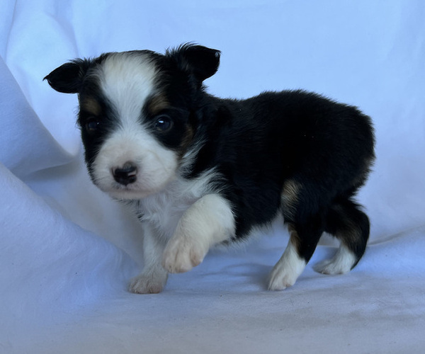 Medium Photo #7 Miniature Australian Shepherd Puppy For Sale in BEATTY, OR, USA