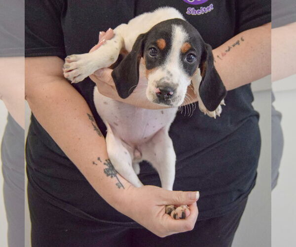 Medium Photo #4 Bagle Hound Puppy For Sale in Huntley, IL, USA