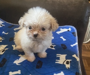 Shih Tzu Puppy for sale in WESTLAND, MI, USA