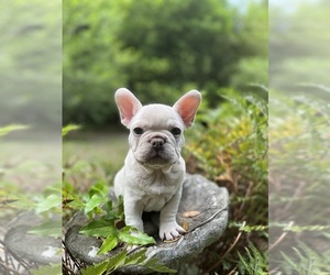 French Bulldog Puppy for sale in MIAMI, FL, USA