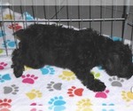 Small Photo #4 Schnoodle (Miniature) Puppy For Sale in ORO VALLEY, AZ, USA