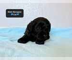 Small #1 Poovanese