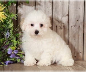 Poodle (Toy) Puppy for sale in MOUNT VERNON, OH, USA
