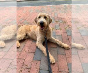 Labradoodle-Poodle (Standard) Mix Puppy for sale in CHANTILLY, VA, USA