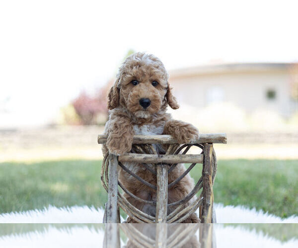 Medium Photo #2 Goldendoodle (Miniature) Puppy For Sale in WARSAW, IN, USA