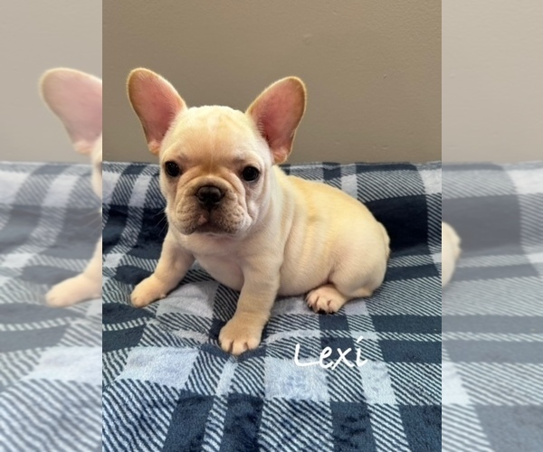 Medium Photo #7 French Bulldog Puppy For Sale in WILLIAMSVILLE, MO, USA