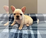 Small #6 French Bulldog