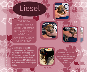 Doberman Pinscher Dogs for adoption in Rancho Cordova, CA, USA