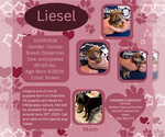 Small Doberman Pinscher