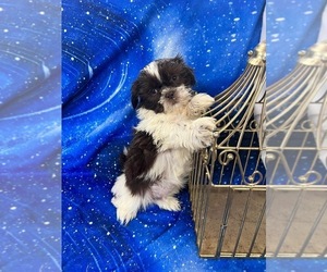 Shih Tzu Puppy for sale in INDIANAPOLIS, IN, USA