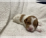 Small Photo #27 Brittany Puppy For Sale in ORRUM, NC, USA
