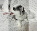 Small #8 Pomsky