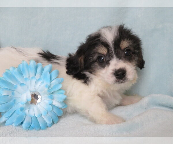 Medium Photo #2 Cavachon Puppy For Sale in SHILOH, OH, USA
