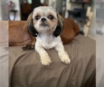 Small Photo #1 Shih Tzu Puppy For Sale in DOUGLASVILLE, GA, USA