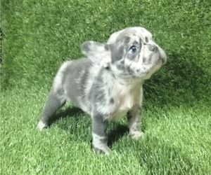 French Bulldog Puppy for sale in DENVER, CO, USA